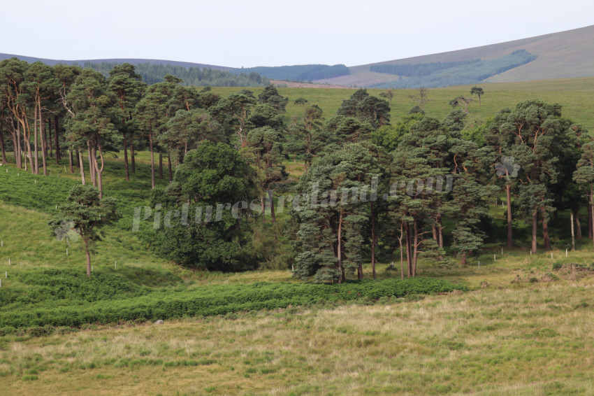 Irish Mountains 5
