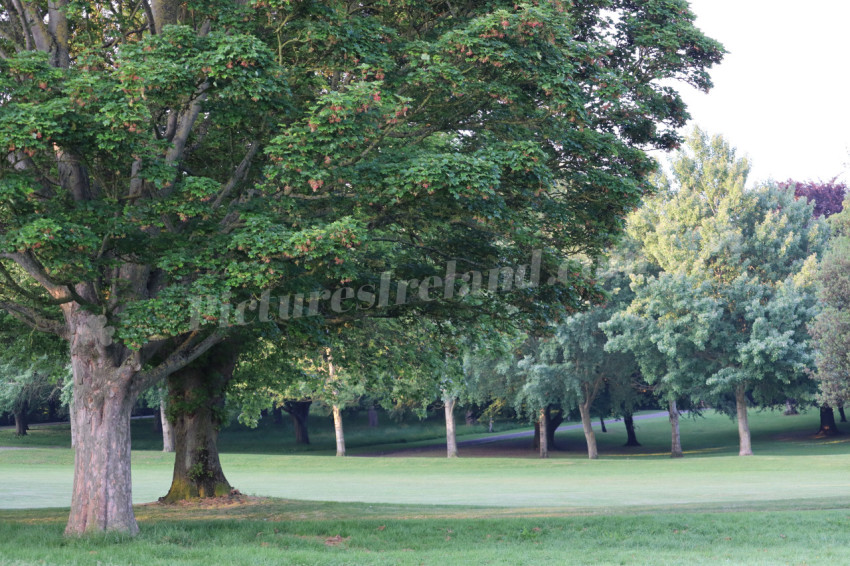 Memorial Park 6