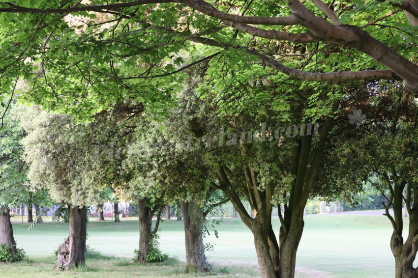 Memorial Park 11
