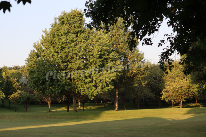 Memorial Park 12