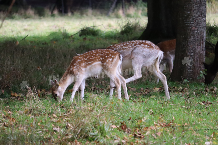 Deers in Phoenix Park in Dublin