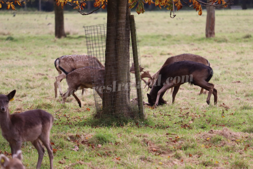 Deers in Phoenix Park in Dublin