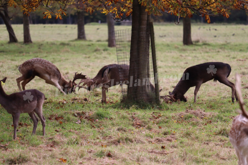 Deers in Phoenix Park in Dublin