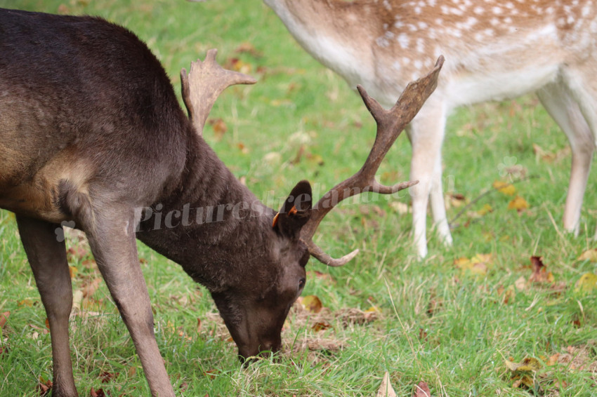 Deers in Phoenix Park in Dublin