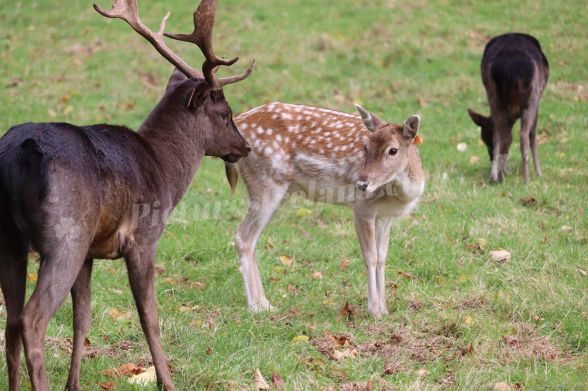 Deers in Phoenix Park in Dublin
