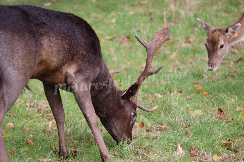 Deers in Phoenix Park in Dublin