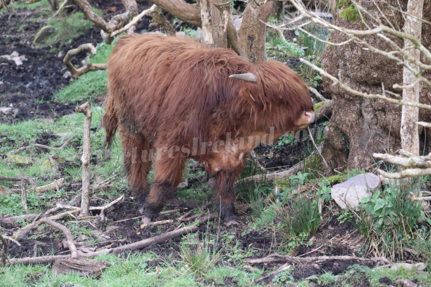 Highland cows in Ireland