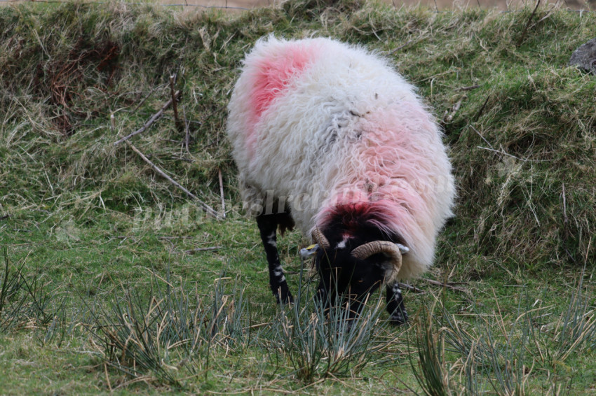 Sheep in Ireland