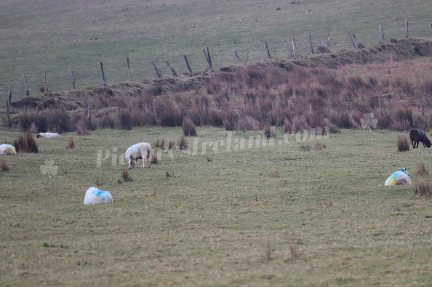 Sheep in Ireland