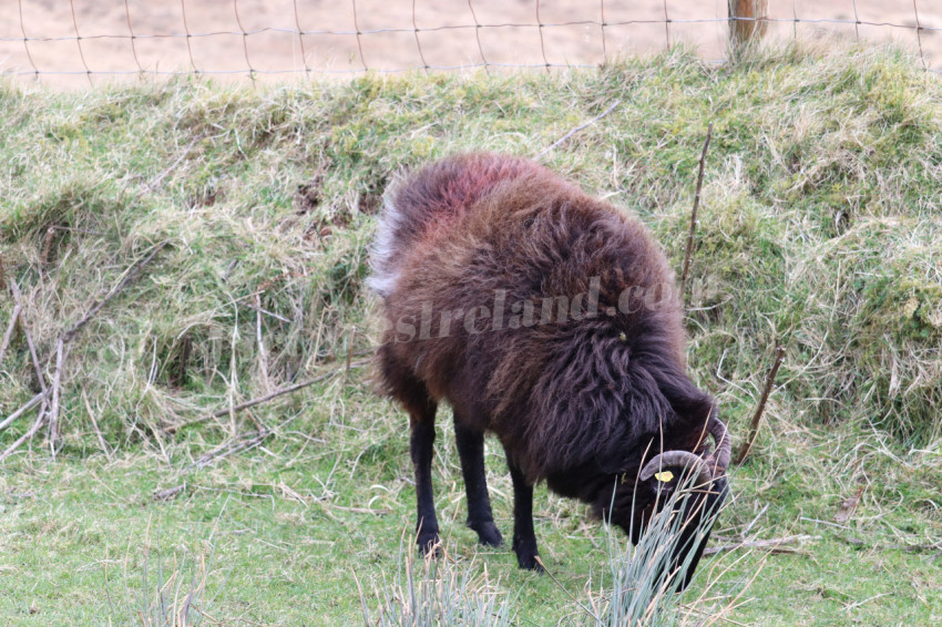 Sheep in Ireland