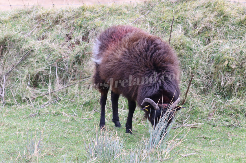 Sheep in Ireland