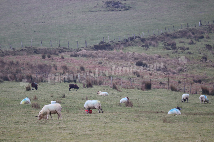 Sheep in Ireland