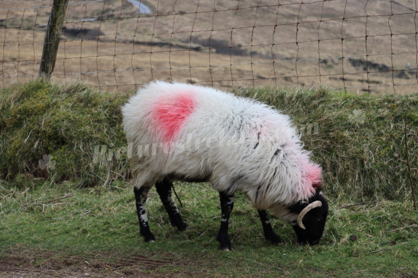 Sheep in Ireland