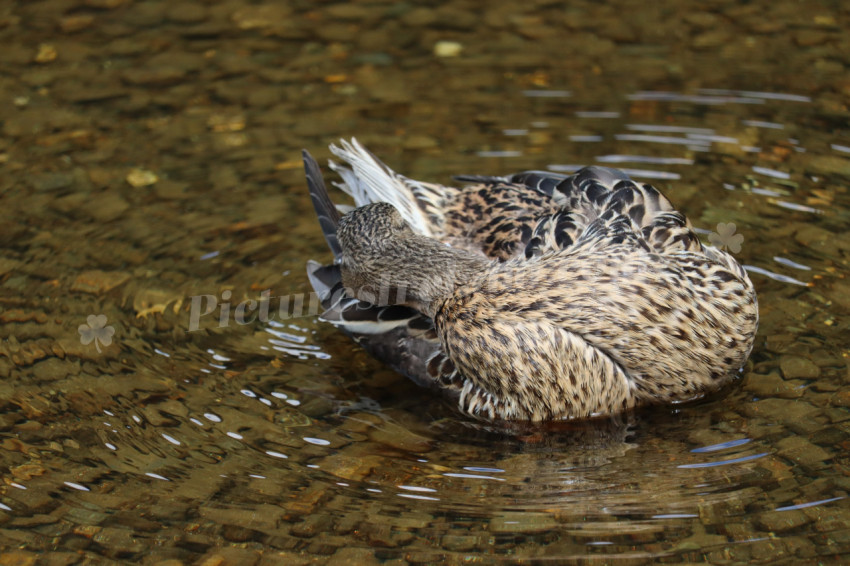 Ducks in Ireland