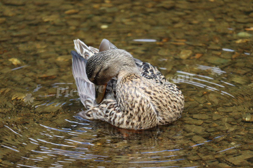 Ducks in Ireland