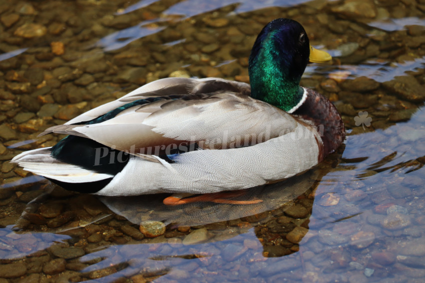Ducks in Ireland