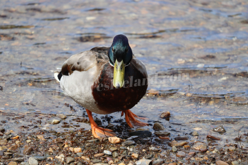 Ducks in Ireland