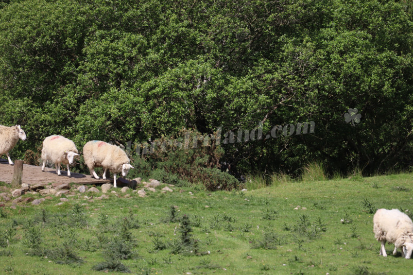 Sheep in Ireland