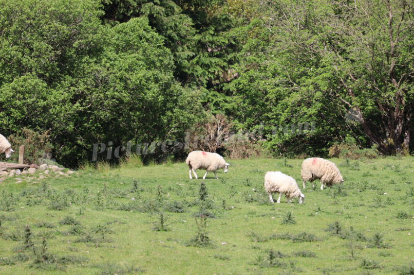 Sheep in Ireland