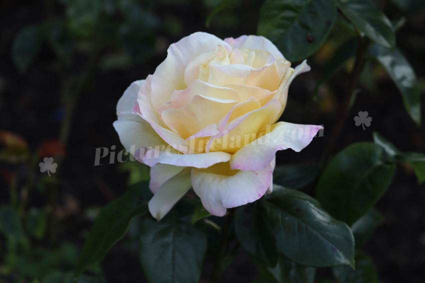 Roses in Ireland