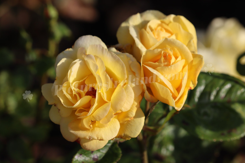 Roses in Ireland
