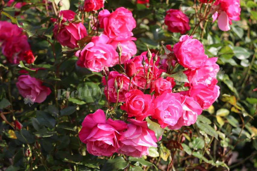 Roses in Ireland