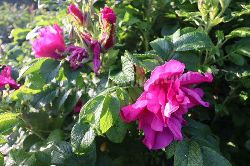 Roses in Ireland