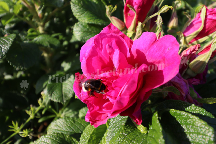 Roses in Ireland