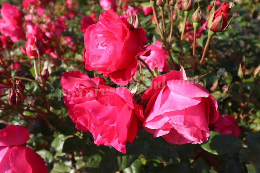 Roses in Ireland