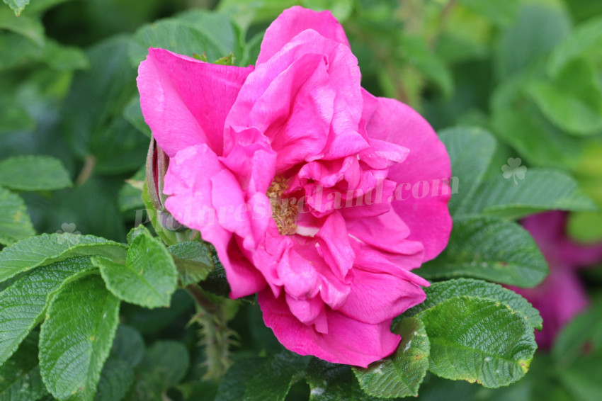 Roses in Ireland