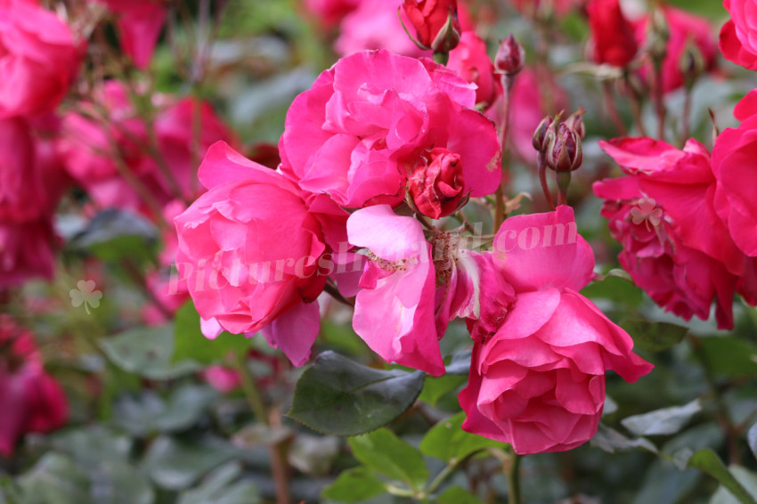 Roses in Ireland