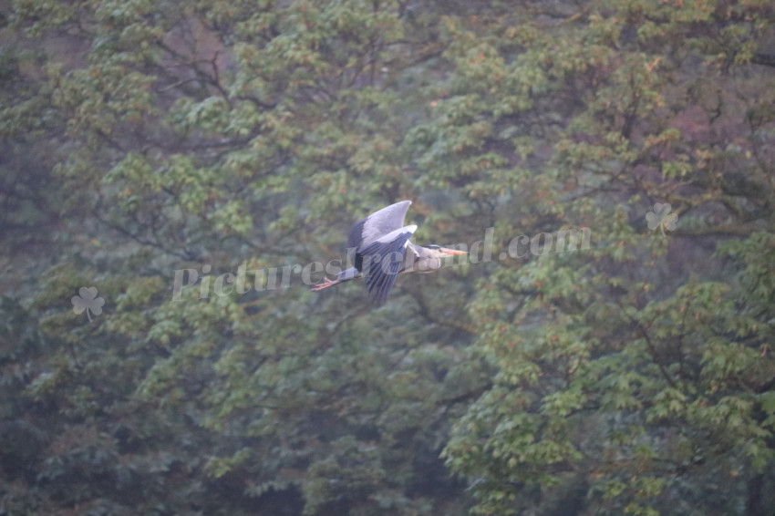 Grey heron in Ireland