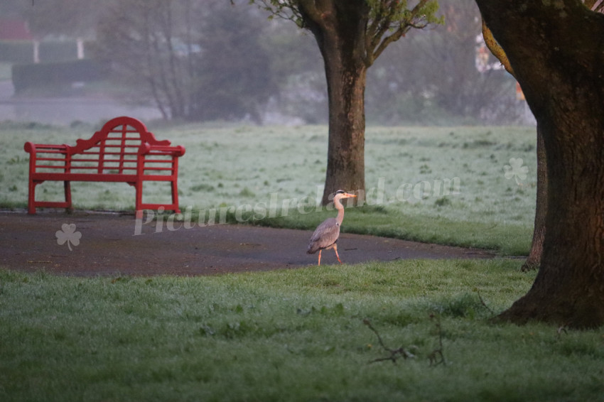 Grey heron in Ireland