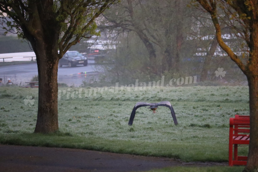 Grey heron in Ireland