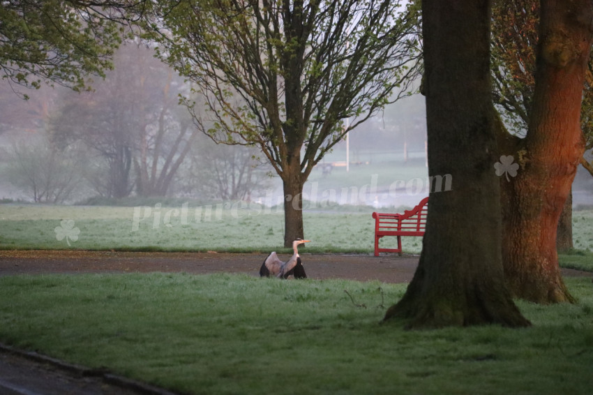 Grey heron in Ireland
