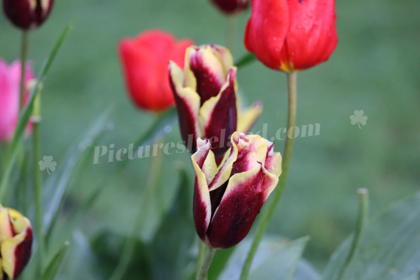 Tulips in Ireland